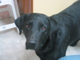 Pampa
