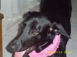 LOLA