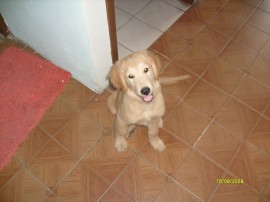 Manolo