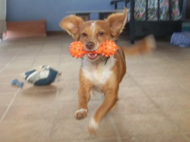 Trepi