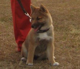 Saori