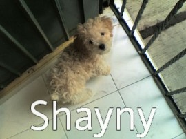 SHAYNY