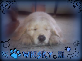 Whisky Alejandro Yepez
