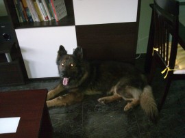 Yacko