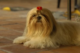 Lulú 