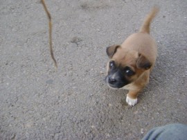 FLECHA