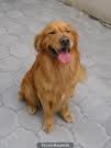 rocki