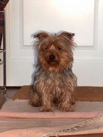 Bruno
