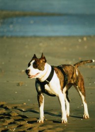 Kira