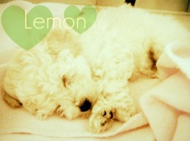 Lemon