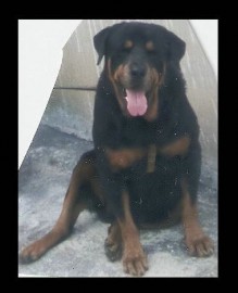 MORO