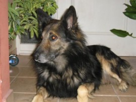 sigmund