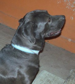 negro
