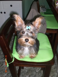 Soffi