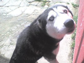 tara
