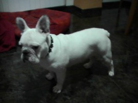 whisky
