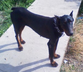 Xena