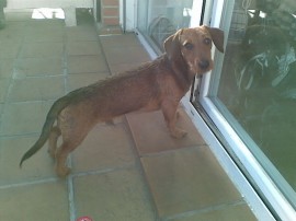 Felipe