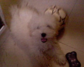 peluche