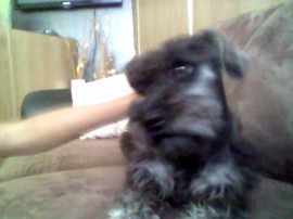 Spencer