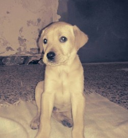 Lucas