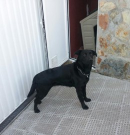 kira