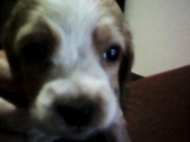 Lupe Canela