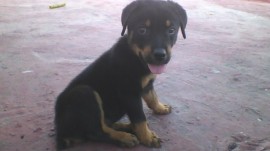 deena