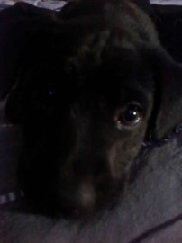 blocki