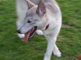chico