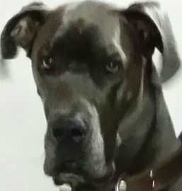 Zeus