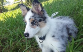 Mika