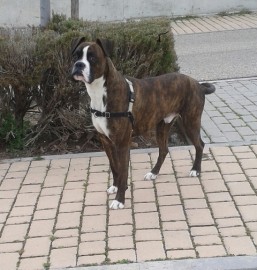 Harley