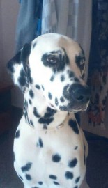 Pongo