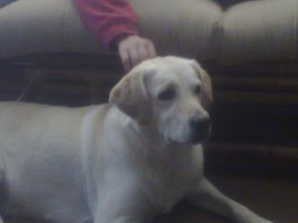 molly