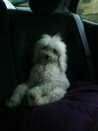 lucas