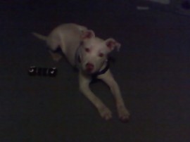 YACO