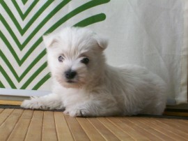 Sacha