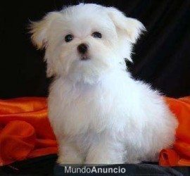 BLANCA
