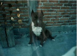 Aquiles