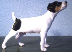 TIMANTA