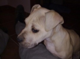 Kimbo