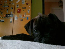Ecko