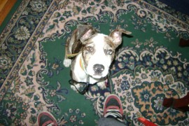 rex