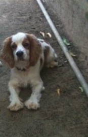 Mingo