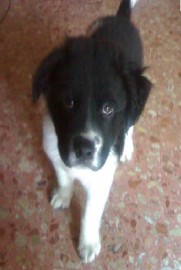 Baloo
