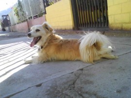 Pufy