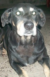 Benny