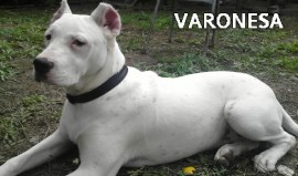 Varonesa