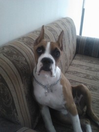 LUCKY LUCCIANO
